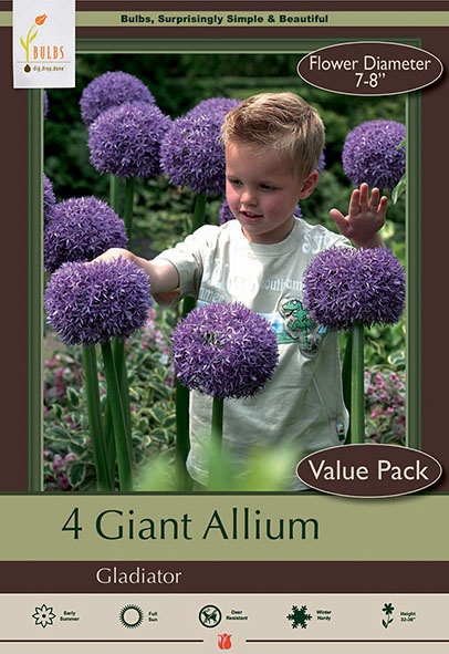 Allium 5pk Gladiator