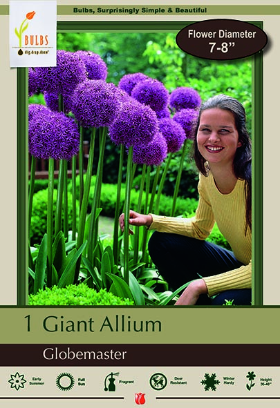 Allium 1pk Globemaster