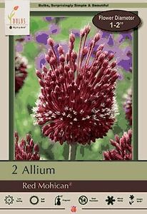 Allium 2pk Red Mohican