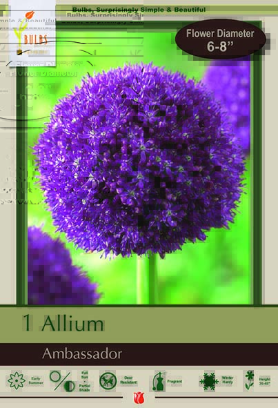 Allium 1pk Ambassador