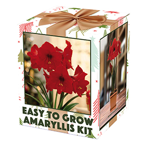 Amaryllis Boxed Kits In Shipper
