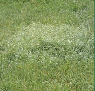 Bromegrass Macbeth Meadow /lb