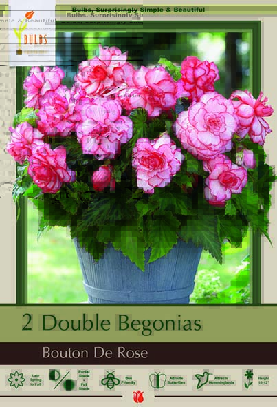 Begonia 2P Bouton De Rose Dbl