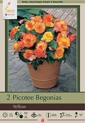 Begonia 2P Picoee Yellow