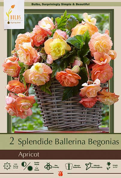Begonia 2P Ballerina Apricot