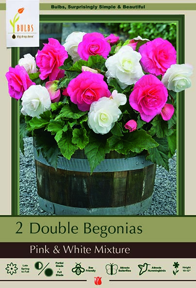 Begonia 2P Dbl Pink White Mix