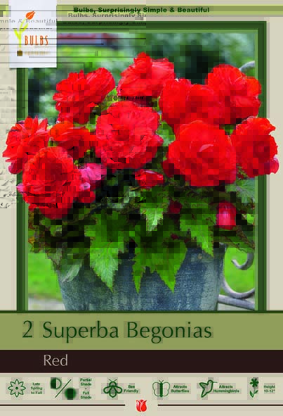 Begonia 2P Superba Red