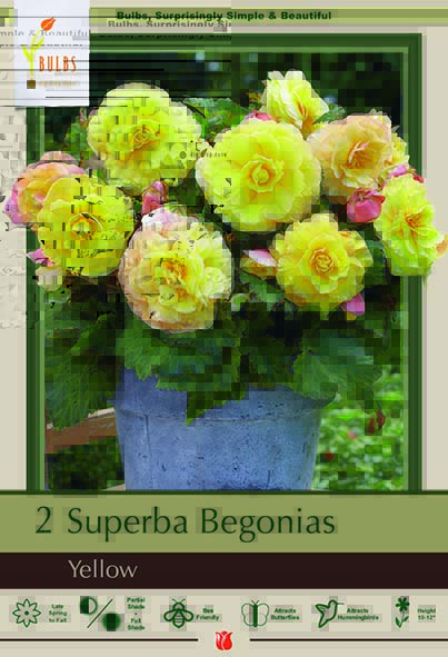 Begonia 2P Superba Yellow