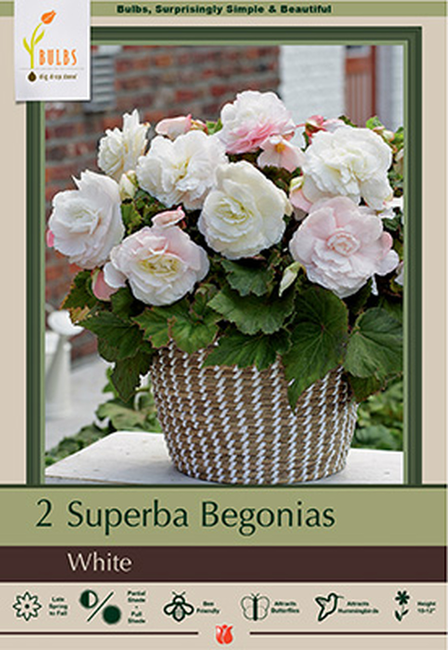 Begonia 2P Superba White
