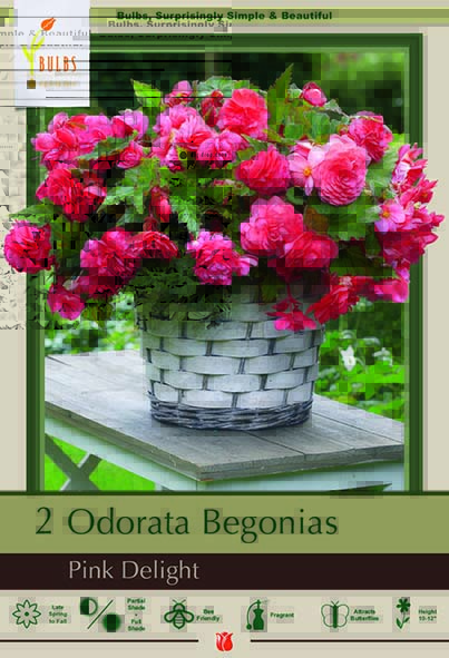 Begonia 2P Odorata Pink Delight
