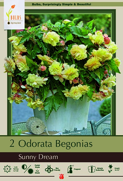 Begonia 2P Sunny Dream