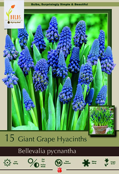 Hyacinth15pk Grape Bellev