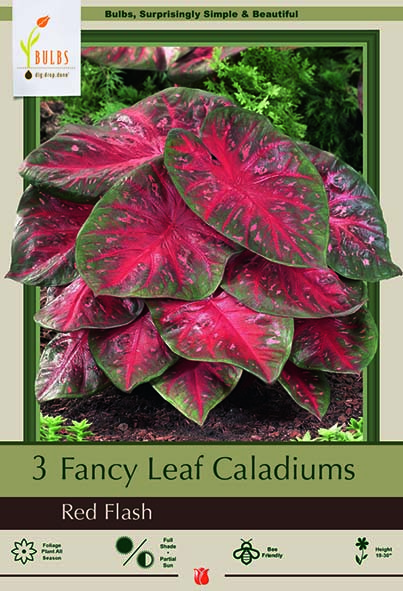 Caladium 3P Red Flash