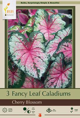 Caladium 3P Cherry Blossom