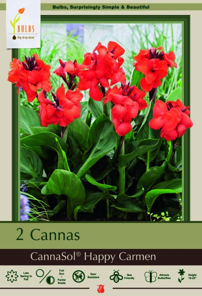 Canna 2P Happy Carmen