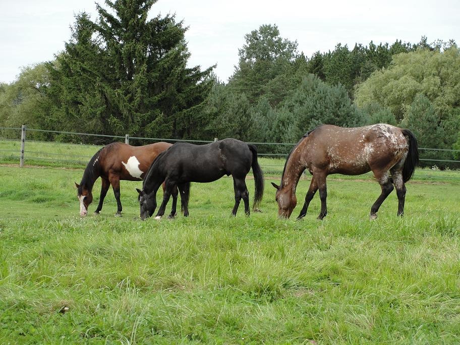 Pasture Mix Kentucky Bluegrass 25Lb