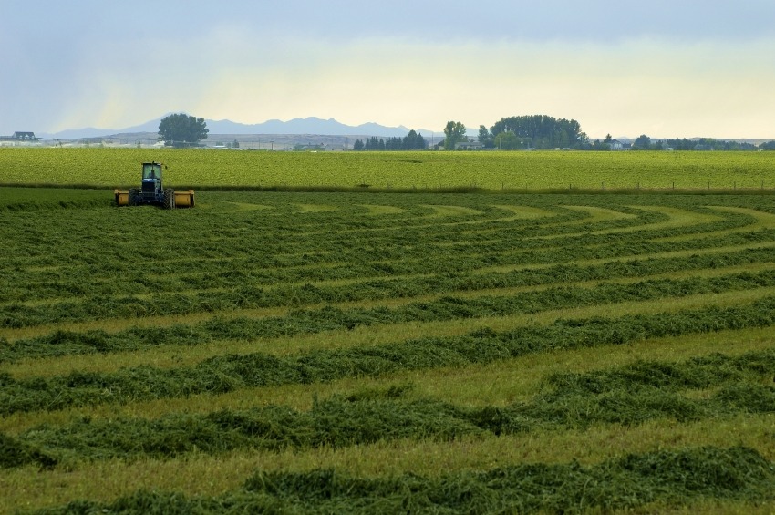 Hay Mix Meadow 50Lb