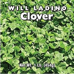Clover Ladino 1#