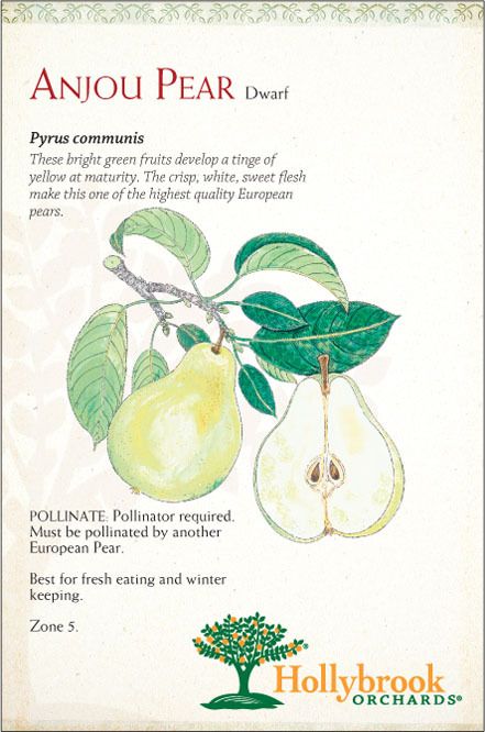 Pear 7g Anjou Dwarf Dwf Z5