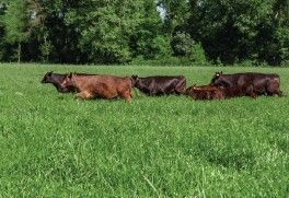 Ryegrass Meroa Tetraploid Italian /lb