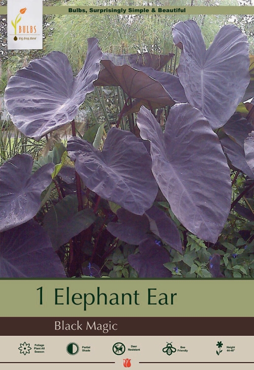 Colocasia Elephant Ear Blk Magic