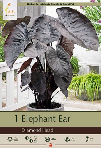 Colocasia Elephant Ear Diamond H