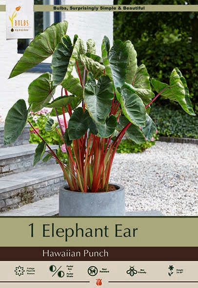 Colocasia Elephant Ear Hawaiian