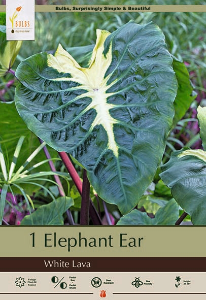 Colocasia Elephant Ear Wht Lava