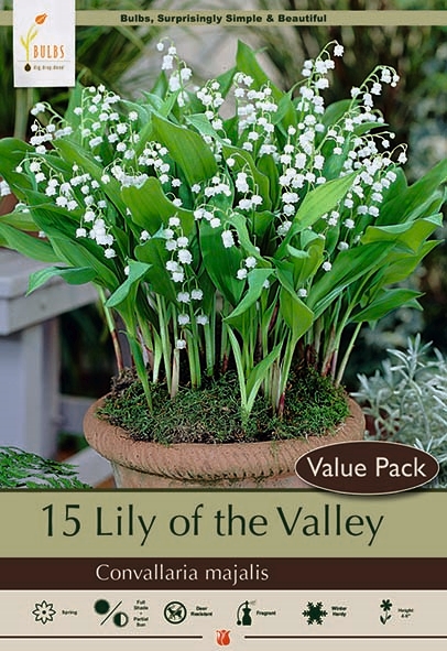 Lily Of The Valley 10P