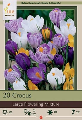Crocus 30pk Lg Flower MIx OTB