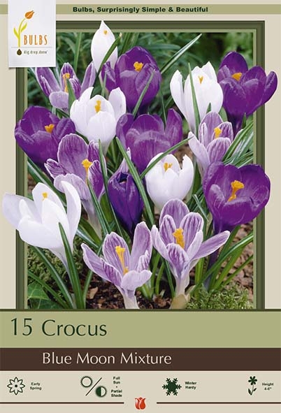 Crocus 15pk Blue Moon