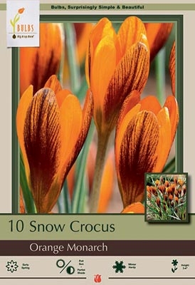 Crocus 10pk Orange Monarch