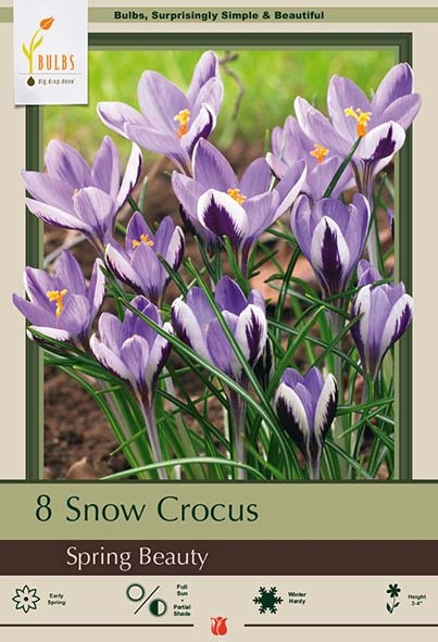 Crocus 8pk Spring Beauty