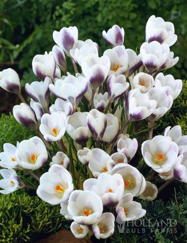 Crocus 12pk Prince Claus