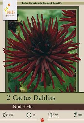Dahlia 2P Cactus Nuit D'Ete