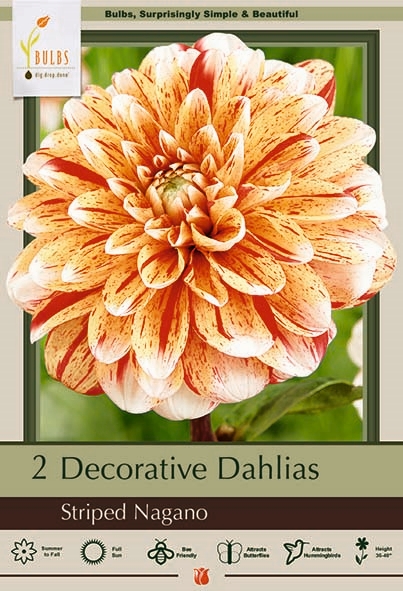 Dahlia 2pk Striped Nagano