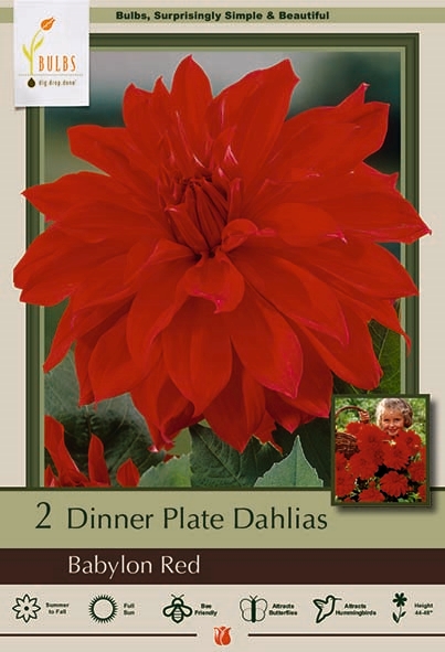 Dahlia 2P Babylon Red DinnerPlat