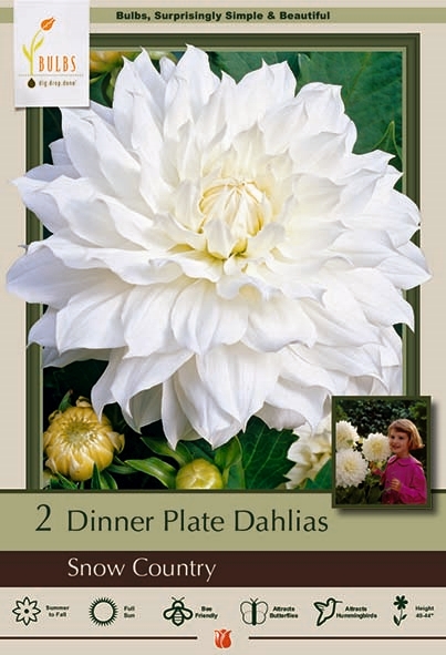 Dahlia 2p Snow Country DinnerPla