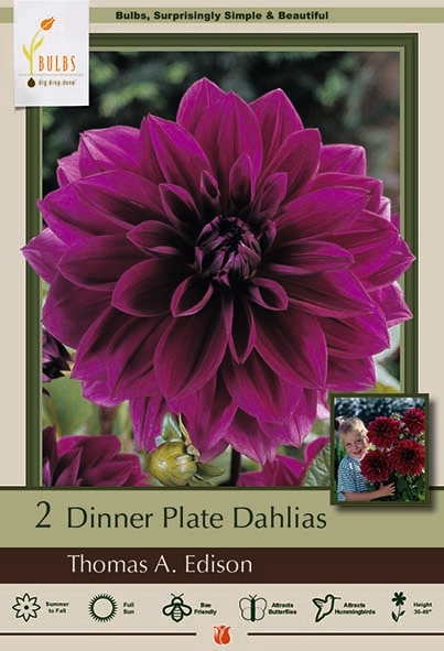 Dahlia 2P Thomas Edison DinnerPl