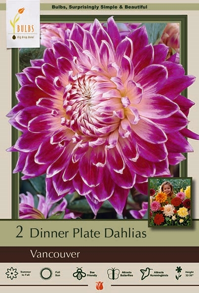 Dahlia 2P Vancouver DinnerPlate