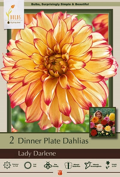 Dahlia 2P Lady Darlene DinnerPla