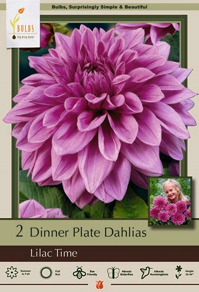 DAHLIA 2P Lilac Time