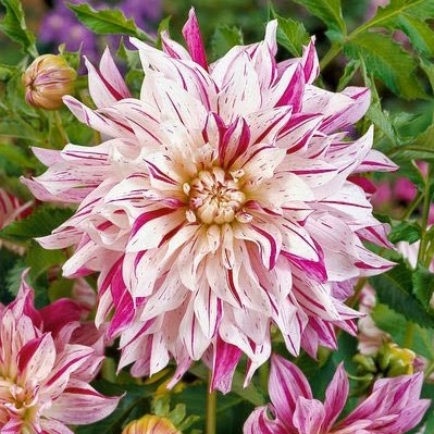 Dahlia 2pk Bristol Stripe Dinner