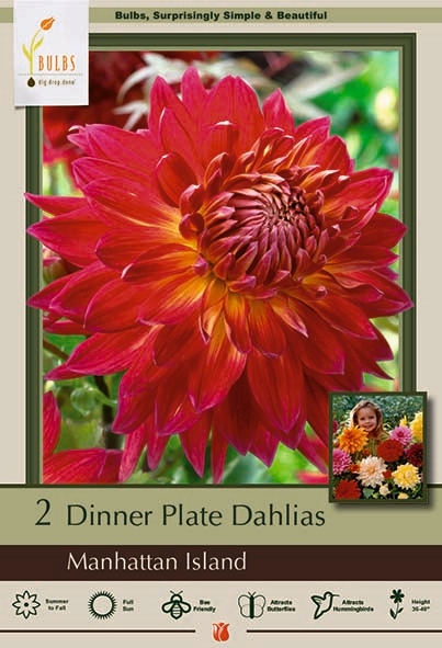 Dahlia 2pk Manhattan Island