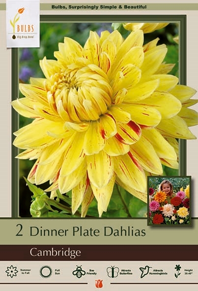 Dahlia 2P Cambridge