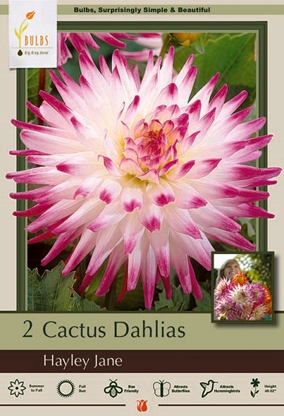 Dahlia 2P Hayley Jane