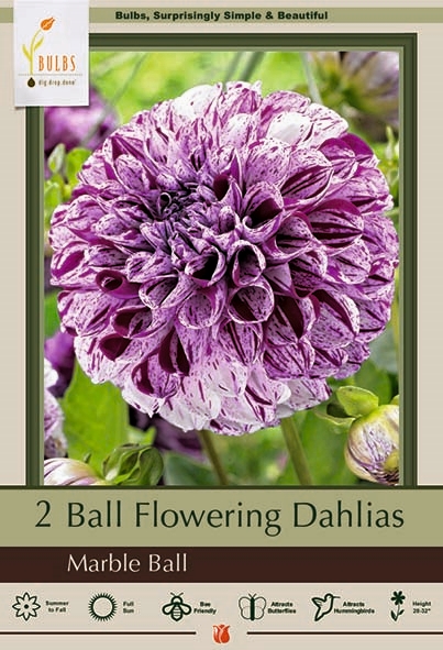 Dahlia 2P Marble Ball