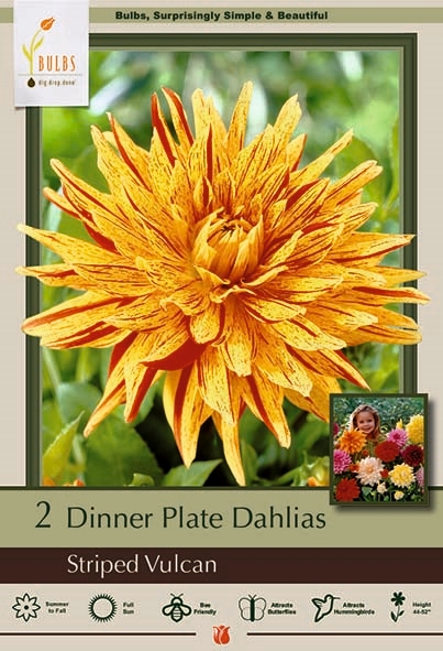 Dahlia 2P Cactus Striped Vulcan