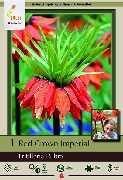 Crown Imperial 1pk Red