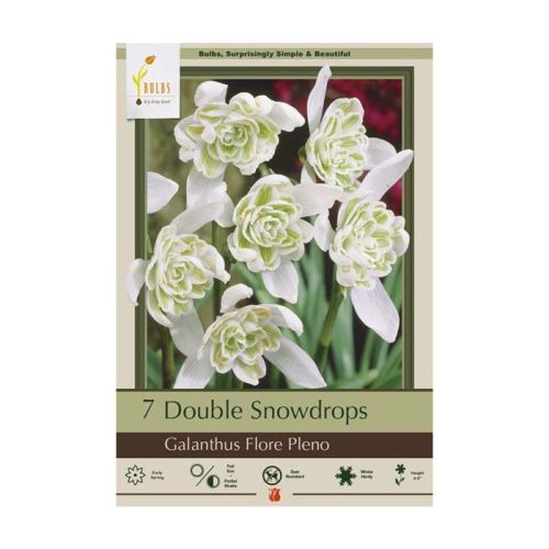 Galanthus 7pk Flore Pleno